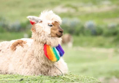 La Ruta Turística de Cusco a Puno y los Secretos del Altiplano